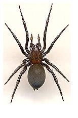 Diving bell spider - Wikipedia