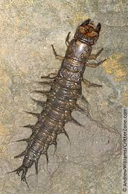https://static.wikia.nocookie.net/insect/images/7/71/Corydalidae_larvae.png/revision/latest?cb=20230515113635