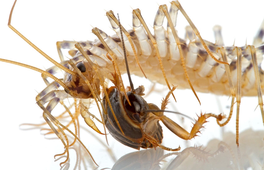 house centipedes