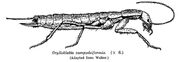 Grylloblatta campodeiformis.jpg