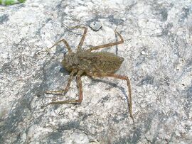Dragonfly naiad.jpg