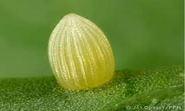 Danaus plexippus egg