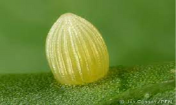 Daunaus plexippus eggs