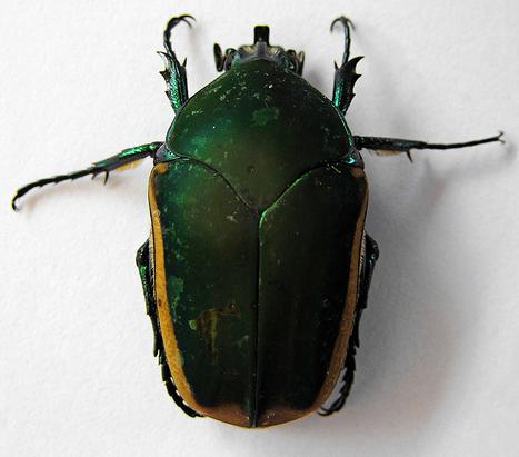 figeater beetle