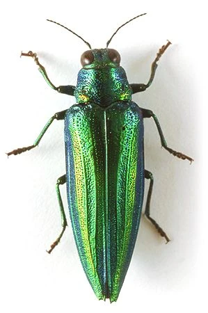 Chrysochroa vittata Insect Wiki Fandom