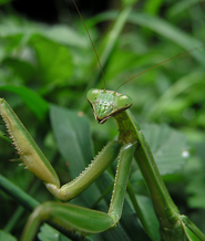 Tinodera sinensis