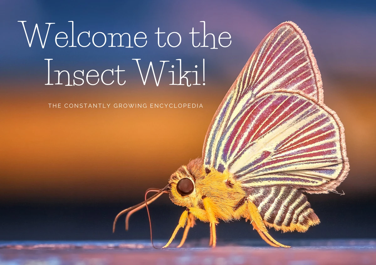 Category:Browse | Insect Wiki | Fandom