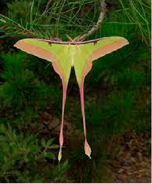 Actias dubernadi