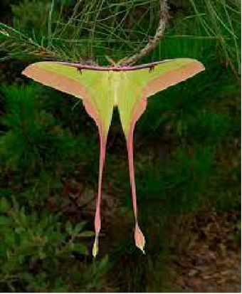Moths of Thailand Vol.2〜6 Saturniidae 5冊 Moths of Thailand, Volume 6: Arctiidae | NHBS Academic