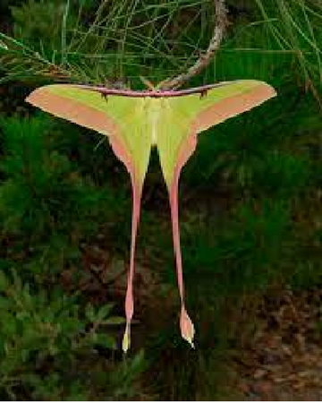 Chinese moon moth.png