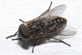 284?cb=20090902034429