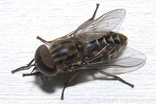 Brachycera | Insect Wiki | Fandom