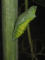 Sad pupa.jpg