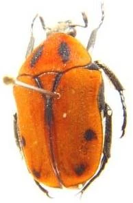 Atrichia placida | Insect Wiki | Fandom