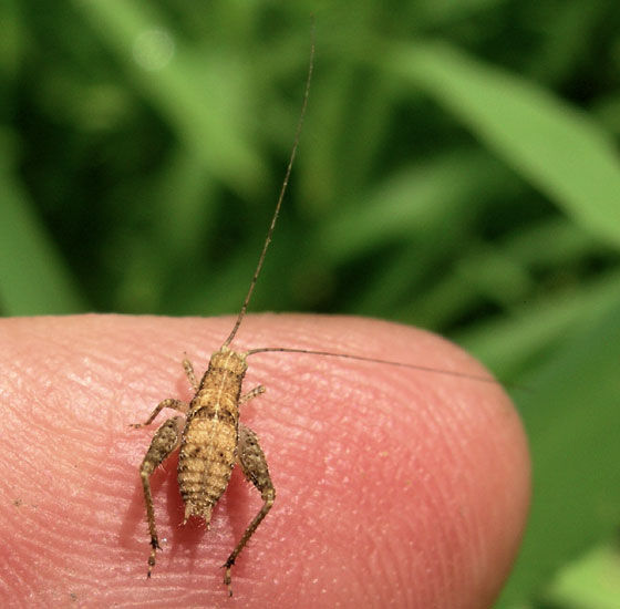 cricket insect