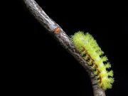 Io moth catterpillar