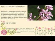 Importance of insects in pollination- A Short Mini movie