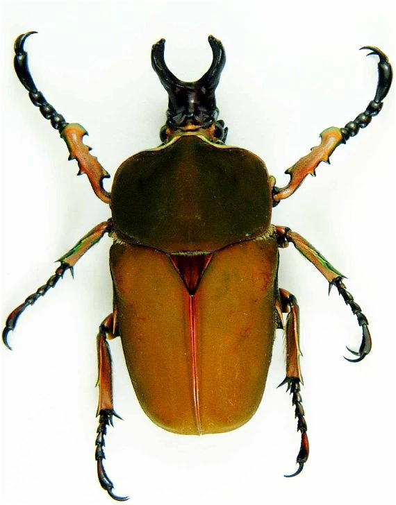 Compsocephalus | Insect Wiki | Fandom