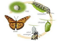 Monarch Life cycle