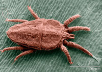 Brevipalpus phoenicis.jpg