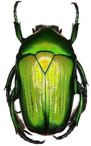 Cetoniinae | Insect Wiki | Fandom