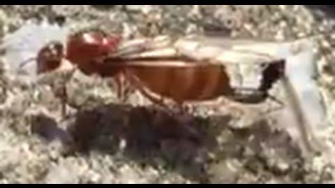 Queen Ant Mating With King Ant