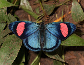 Batesia hypochlora (2).jpg