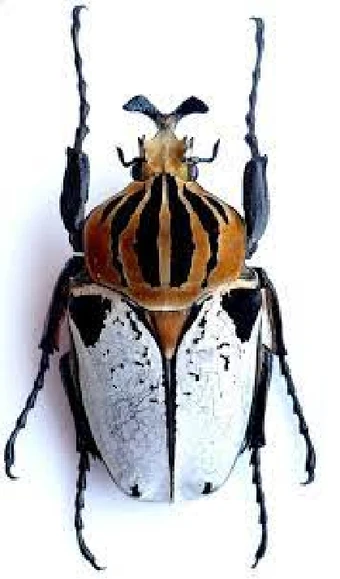 340?cb=20211109161418