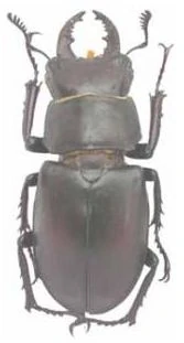 標本 Italy Lucanus tetraodon 38-47mm Photo - Lucanus tetraodon - Observation.org