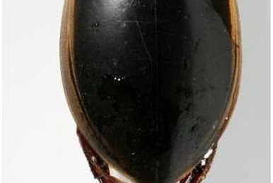 Atrichia placida | Insect Wiki | Fandom