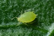 Aphid 1