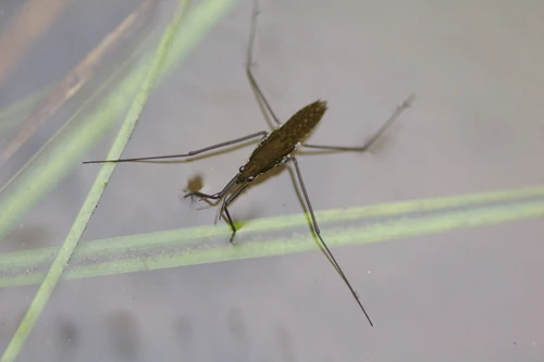 Aquarius remigis | Insect Wiki | Fandom