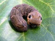 Elephant Hawk caterpillar