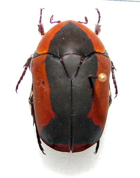 Pachnoda ephippiata Insect Wiki Fandom