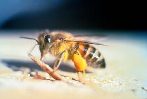 Apis mellifera scutellata.jpg