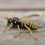 Wasp image 2