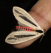 Creatonotos gangis