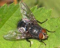 Calliphora vomitoria