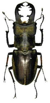 Lucanus maculifemoratus | Insect Wiki | Fandom