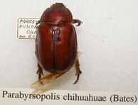 Parabyrsopolis chihuahuae