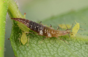 Aphid 3.png