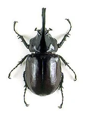 その他 Giant Beetles: Euchirinae - Dynastinae Rhinoceros Beetles