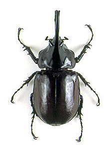 その他 Giant Beetles: Euchirinae - Dynastinae その他 Giant Beetles: Euchirinae - Dynastinae Generic Guide