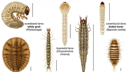 Larvae