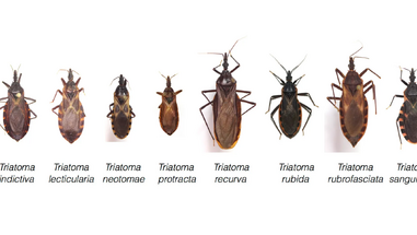 636650818606237982-All-kissing-bugs.webp