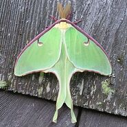 Actias Luna