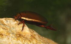 Giant Predaceous Diving Beetle