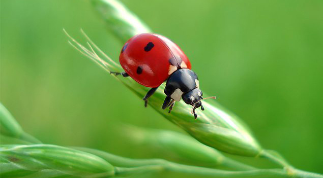 Coccinella septempunctata - Wikipedia