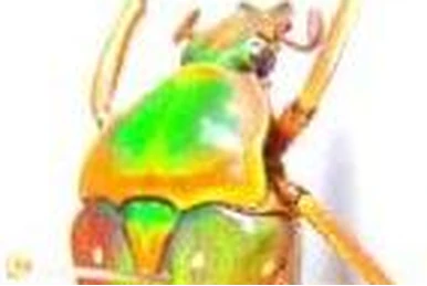 Atrichia placida | Insect Wiki | Fandom