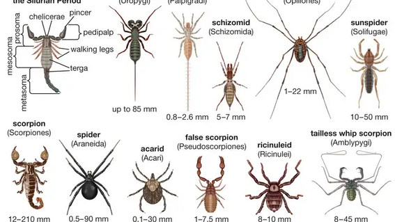 arachnida anatomy